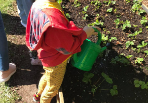Dzieci sadzą sadzonki owocowe7